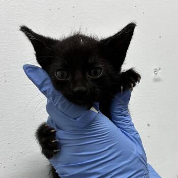 Rice -  Domestic Short Hair Cat Available for Adoption in Edinburg, Texas - Rice | PetCurious