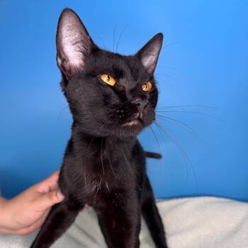 Domestic Short Hair Cats Available for Adoption in San Antonio, Texas - Midnight | PetCurious