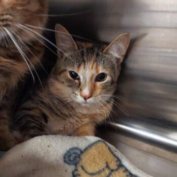 Havana (Houdini) -  Domestic Short Hair Cat for Adoption in Ashtabula, Ohio - Havana (Houdini) | PetCurious