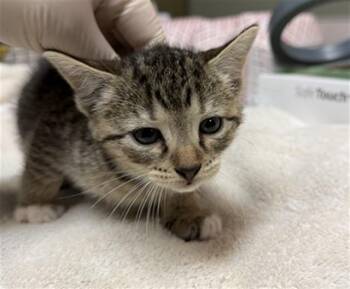 Domestic Short Hair Cats Available for Adoption in Jacksonville, Florida - PUMPERNICKEL | PetCurious