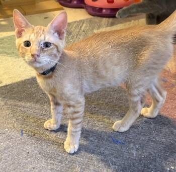 Friday -  Domestic Short Hair Cat for Adoption in Powder Springs, Georgia - Friday | PetCurious