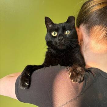 Mousse -  Domestic Short Hair Cat for Adoption in Bloomington, Illinois - Mousse | PetCurious
