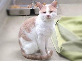 A476305 -  Domestic Short Hair Cat for Adoption in Oklahoma City, Oklahoma - A476305 | PetCurious