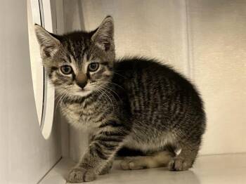 ZAZIE -  Domestic Short Hair Cat Available for Adoption in Tustin, California - ZAZIE | PetCurious