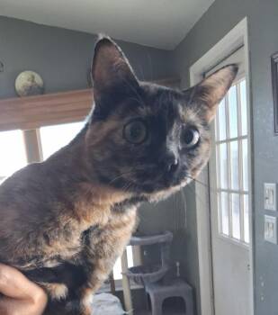 Pumba -  Domestic Short Hair Cat for Adoption in Deming, New Mexico - Pumba | PetCurious