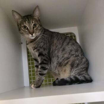 Maya - I can be your girl -  Tabby Cat for Adoption in Fountain Valley, California - Maya - I Can Be Your Girl | PetCurious
