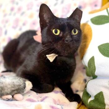 Annabelle Daniel -  Bombay and Domestic Short Hair Cat for Adoption in Friendswood, Texas - Annabelle Daniel | PetCurious