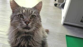 Mufasa -  Domestic Long Hair Cat for Adoption in Santa Rosa, California - Mufasa | PetCurious