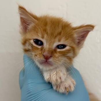 Domestic Medium Hair Cats Available for Adoption in Redwood Valley, California - Speed Boat | PetCurious