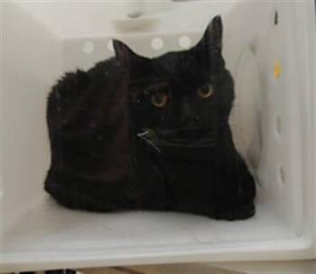 HOGARTH -  Domestic Short Hair Cat for Adoption in Albuquerque, New Mexico - HOGARTH | PetCurious