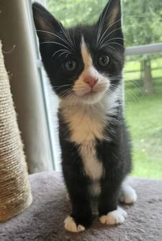 Elsa -  Domestic Short Hair Cat for Adoption in Quakertown, Pennsylvania - Elsa | PetCurious