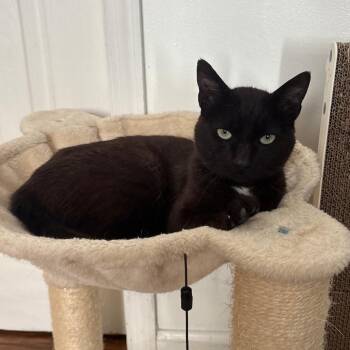 Domestic Short Hair Cats Available for Adoption - Jack | PetCurious