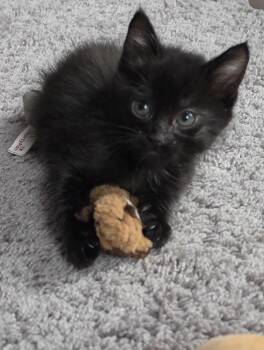 Domestic Short Hair Cats Available for Adoption in Lemont, Illinois - Rosie | PetCurious