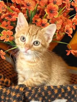 Domestic Short Hair Cats Available for Adoption in Stillwater, Oklahoma - 4/4/26 Pickle | PetCurious