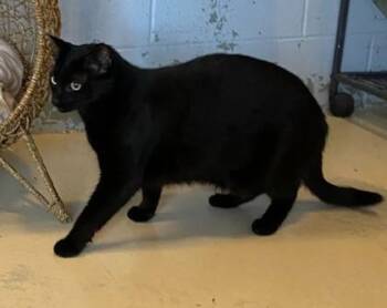 Domestic Short Hair Cats Available for Adoption in Conway, South Carolina - Jenkins | PetCurious