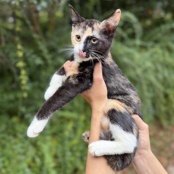 Spaghetti -  American Shorthair Cat for Adoption in Helena, Alabama - Spaghetti | PetCurious
