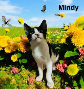 Rescue American Shorthair Cats for Adoption in Lakeland, Florida - Mindy | PetCurious
