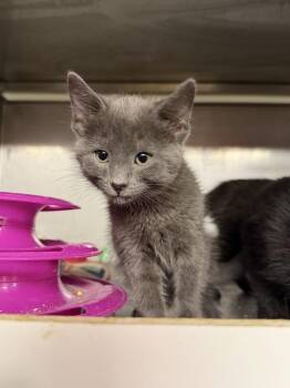 Chicken Chalupa -  Domestic Short Hair Cat for Adoption in Omaha, Nebraska - Chicken Chalupa | PetCurious