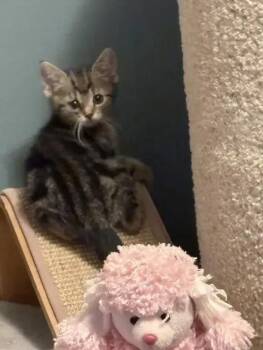 Margaret -  Domestic Short Hair Cat for Adoption in Wyoming, Michigan - Margaret | PetCurious