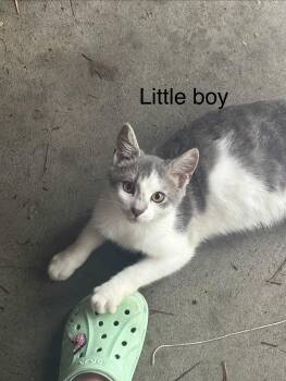 Little Boy -  Domestic Short Hair Cat for Adoption in Oriental, North Carolina - Little Boy | PetCurious