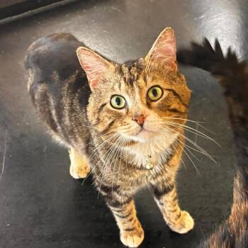 Bumper -  Domestic Short Hair Cat for Adoption in Gadsden, Alabama - Bumper | PetCurious