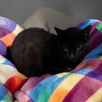 Domestic Short Hair Cats Available for Adoption - ATHENA | PetCurious