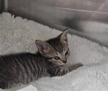 KIKI -  Domestic Short Hair Cat for Adoption in Fort Lauderdale, Florida - KIKI | PetCurious