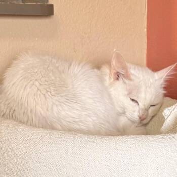Snow -  Domestic Short Hair Cat for Adoption in Flagstaff, Arizona - Snow | PetCurious