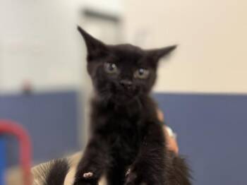 GIGI -  Domestic Medium Hair Cat for Adoption in Doral, Florida - GIGI | PetCurious