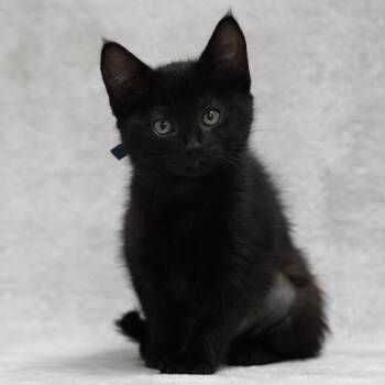 Herberta (Blue) -  Domestic Short Hair Cat for Adoption in Sunnyvale, California - Herberta (Blue) | PetCurious
