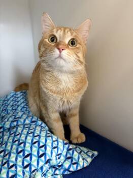 Domestic Short Hair Cats Available for Adoption in Delson, Quebec - Kino | PetCurious
