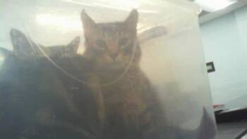 Domestic Short Hair Cats Available for Adoption - WOODWARD | PetCurious