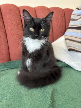Billie Jean King -  Domestic Medium Hair Cat for Adoption in Seattle, Washington - Billie Jean King | PetCurious