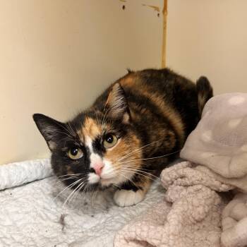 Domestic Short Hair Cats Available for Adoption in Myerstown, Pennsylvania - Clementine | PetCurious