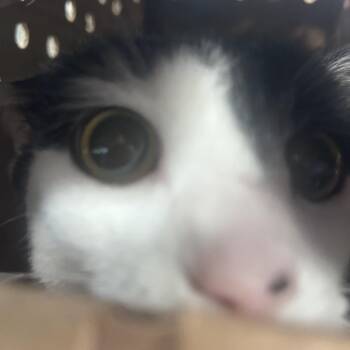 Milo Alicea -  Domestic Short Hair Cat for Adoption in Philadelphia, Pennsylvania - Milo Alicea | PetCurious