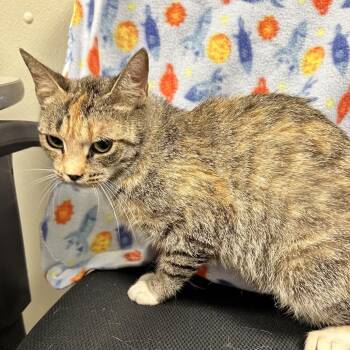 Tiger -  Domestic Short Hair Cat for Adoption in Galax, Virginia - Tiger | PetCurious
