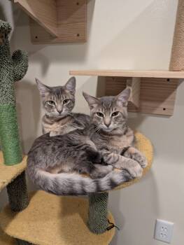 Simon -  Domestic Short Hair Cat for Adoption in New Baltimore, Michigan - Simon | PetCurious