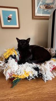 Willamette -  Domestic Short Hair Cat for Adoption in Portland, Oregon - Willamette | PetCurious