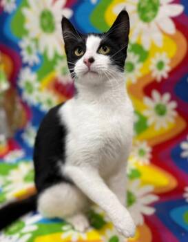 Domestic Short Hair Cats Available for Adoption in Corpus Christi, Texas - Sarasota | PetCurious