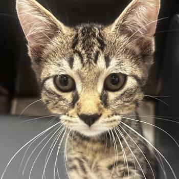 Cricket -  Domestic Short Hair Cat for Adoption in Chicago, Illinois - Cricket | PetCurious