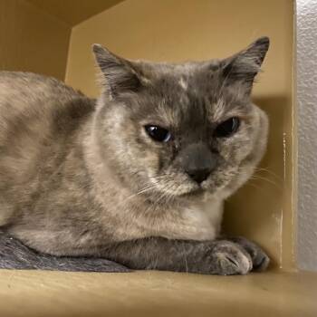 Domestic Short Hair Cats Available for Adoption - Blue | PetCurious