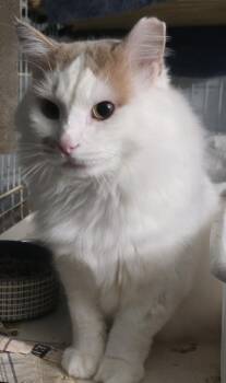 Butterscotch -  Domestic Medium Hair Cat for Adoption in Eastlake, Ohio - Butterscotch | PetCurious