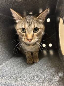 Bowtie -  Domestic Short Hair Cat for Adoption in Fruit Heights, Utah - Bowtie | PetCurious