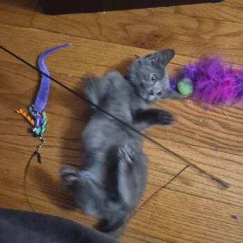 Ares -  American Shorthair Cat for Adoption in Pikesville, Maryland - Ares | PetCurious