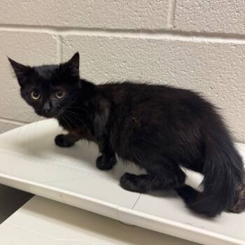 Rescue Domestic Short Hair Cats for Adoption in Bristol, Indiana - Chelsea | PetCurious