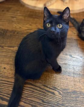 Yami -  Domestic Short Hair Cat for Adoption - Yami | PetCurious