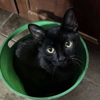 Rescue Domestic Short Hair Cats for Adoption in Chicago, Illinois - Goldie | PetCurious