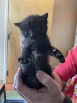 Domestic Short Hair Cats Available for Adoption - SUNDAY | PetCurious