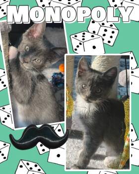 Monopoly -  Domestic Short Hair Cat for Adoption in Pasco, Washington - Monopoly | PetCurious