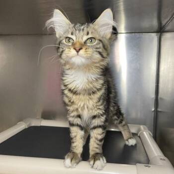 Saltine -  Domestic Long Hair Cat for Adoption in Roanoke, Virginia - Saltine | PetCurious